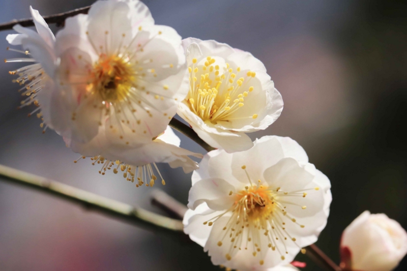 f:id:hiroshisj:20150312191658j:image