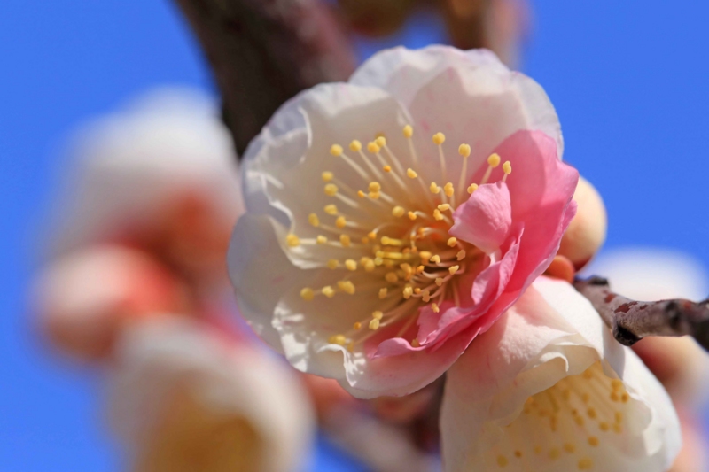 f:id:hiroshisj:20150312191738j:image