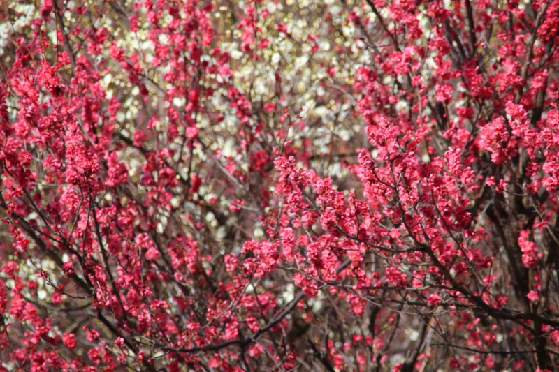 f:id:hiroshisj:20150312191759j:image