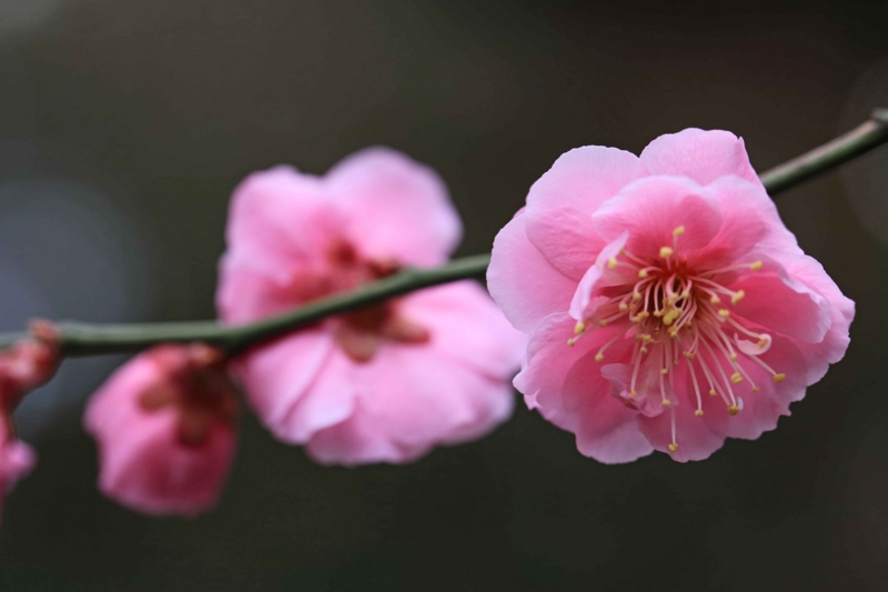 f:id:hiroshisj:20150312194313j:image