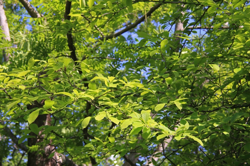 f:id:hiroshisj:20150426195826j:image