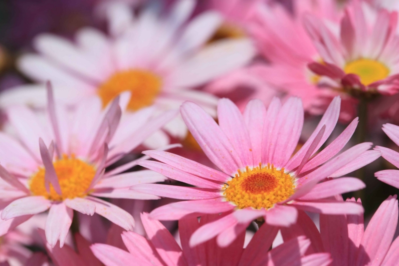 f:id:hiroshisj:20150429083236j:image