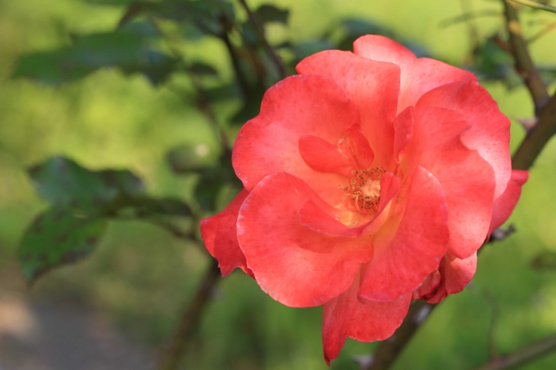 f:id:hiroshisj:20150429083337j:image