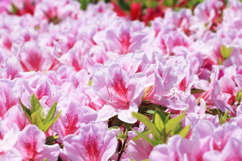 f:id:hiroshisj:20150429083754j:image