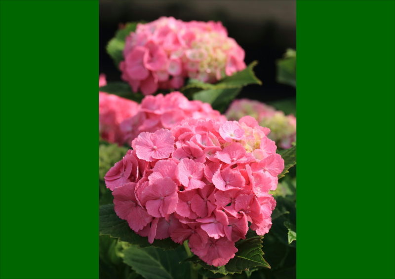 f:id:hiroshisj:20150611203115j:image