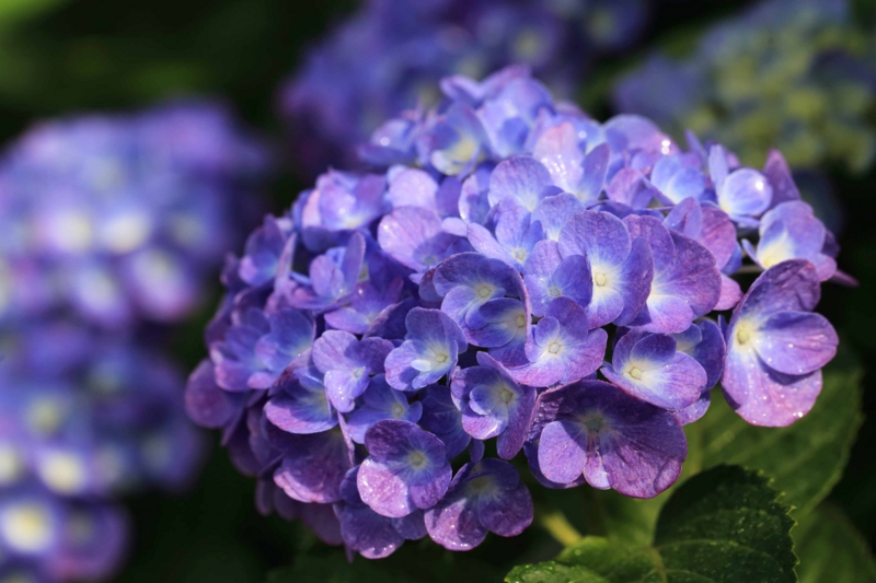 f:id:hiroshisj:20150611203131j:image