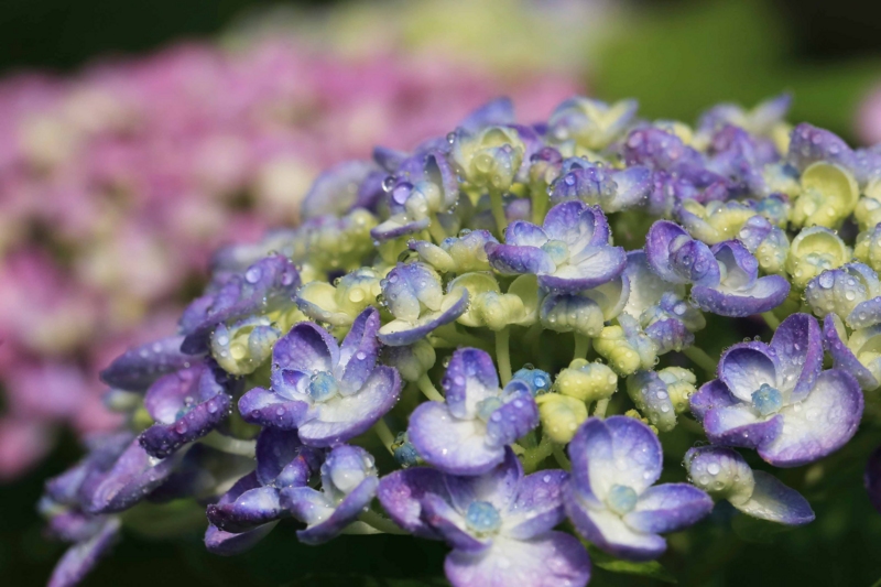 f:id:hiroshisj:20150611203142j:image