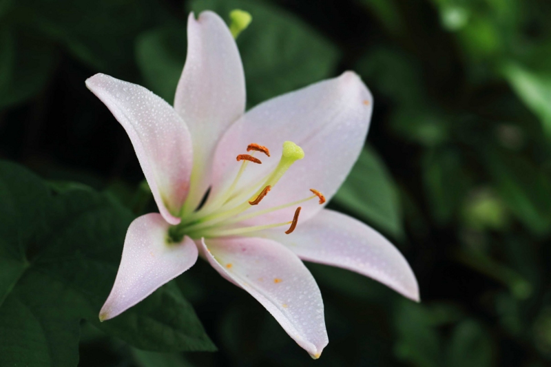 f:id:hiroshisj:20150611203242j:image