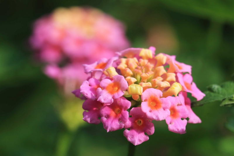 f:id:hiroshisj:20150611203404j:image