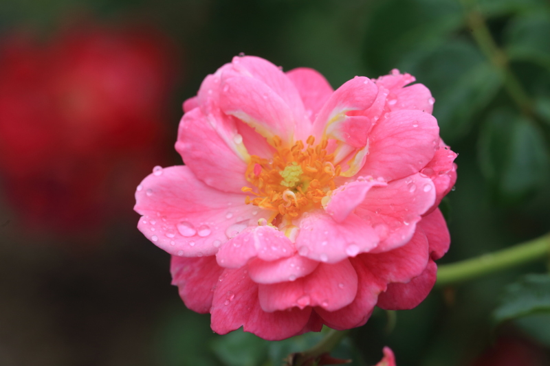 f:id:hiroshisj:20150612185038j:image