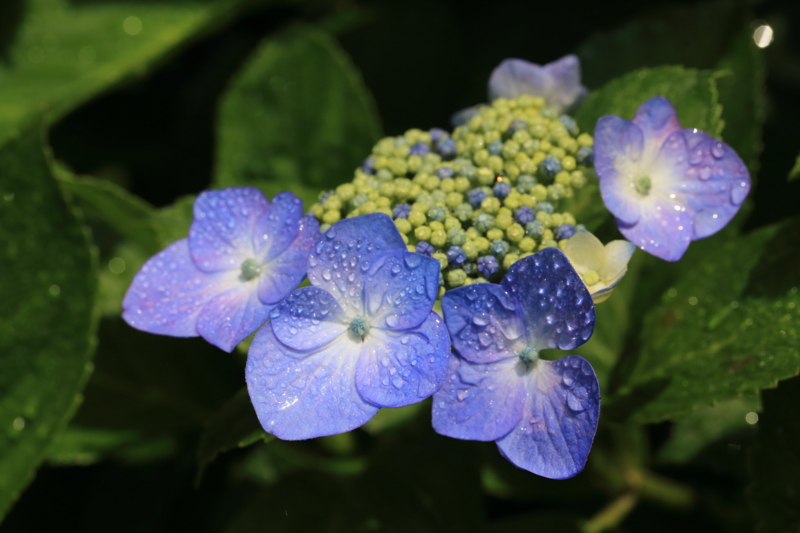 f:id:hiroshisj:20150613172325j:image