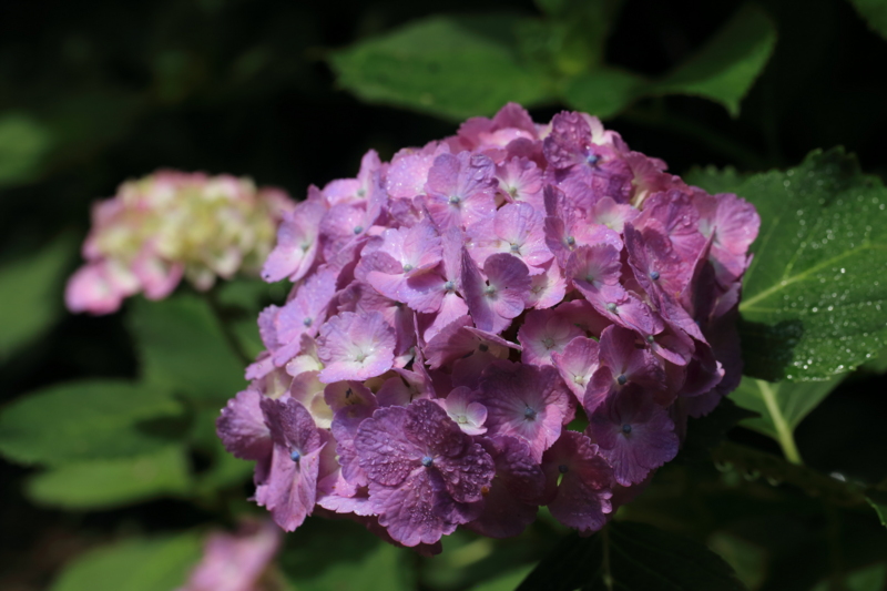 f:id:hiroshisj:20150613172439j:image