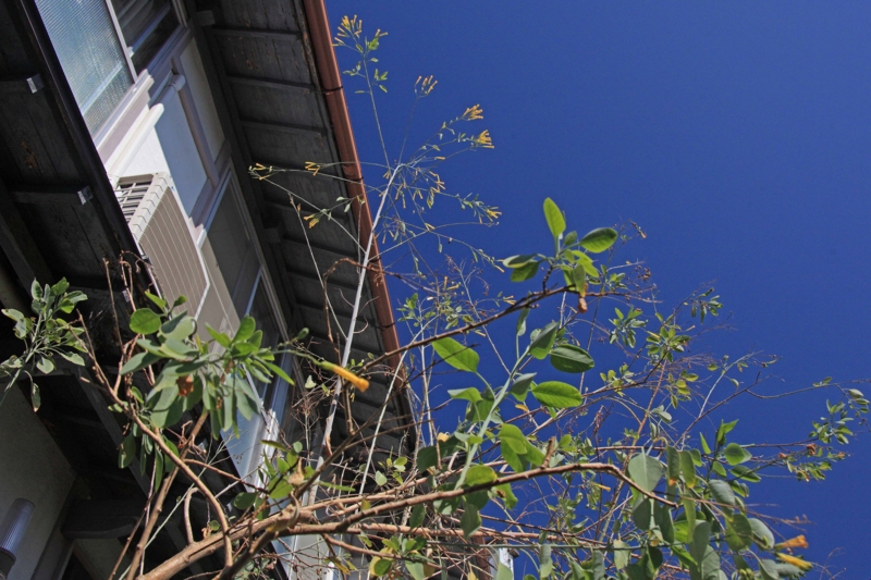 f:id:hiroshisj:20150614132608j:image