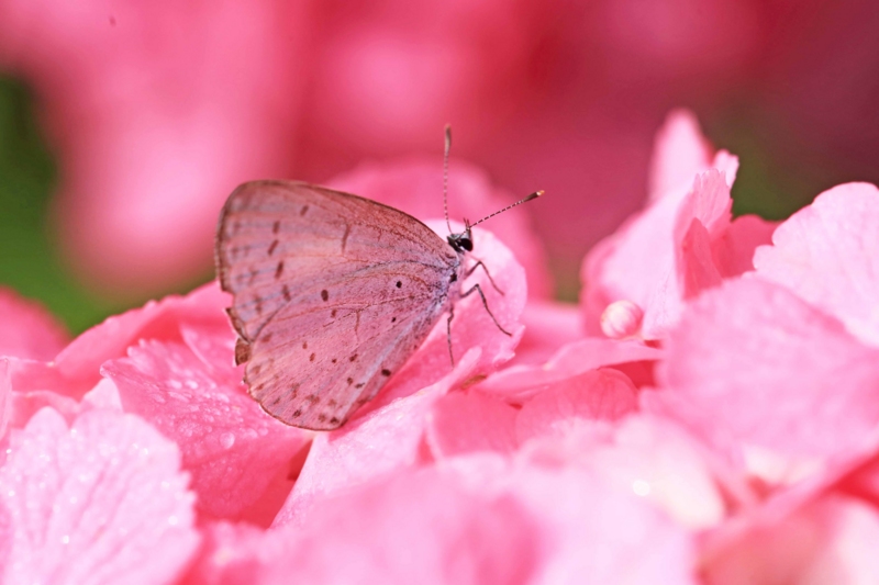 f:id:hiroshisj:20150617180535j:image