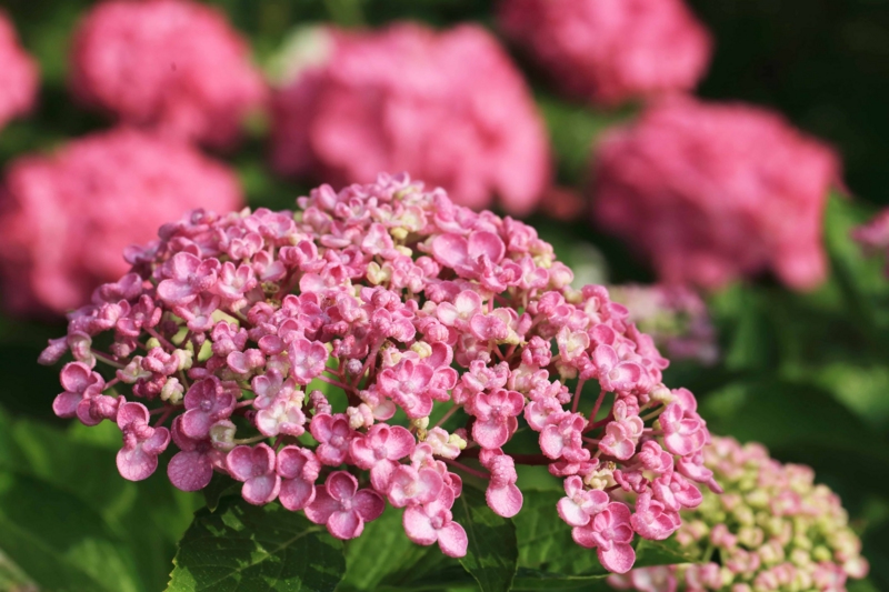 f:id:hiroshisj:20150617180602j:image