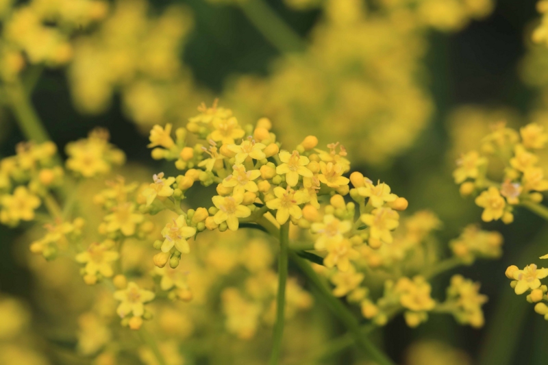 f:id:hiroshisj:20150617180655j:image