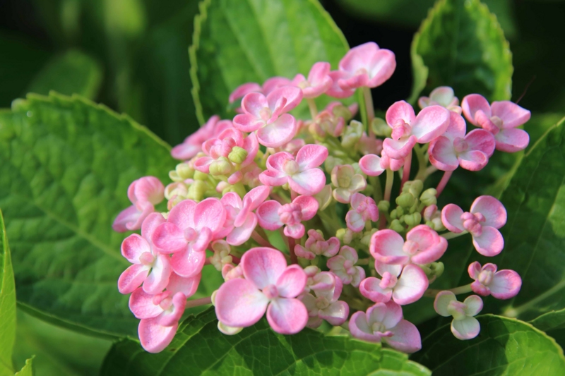 f:id:hiroshisj:20150617185228j:image