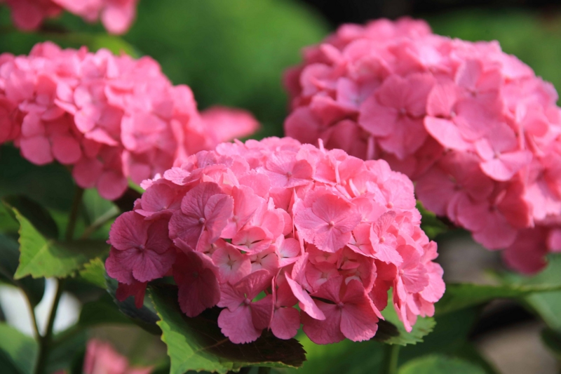 f:id:hiroshisj:20150617185255j:image