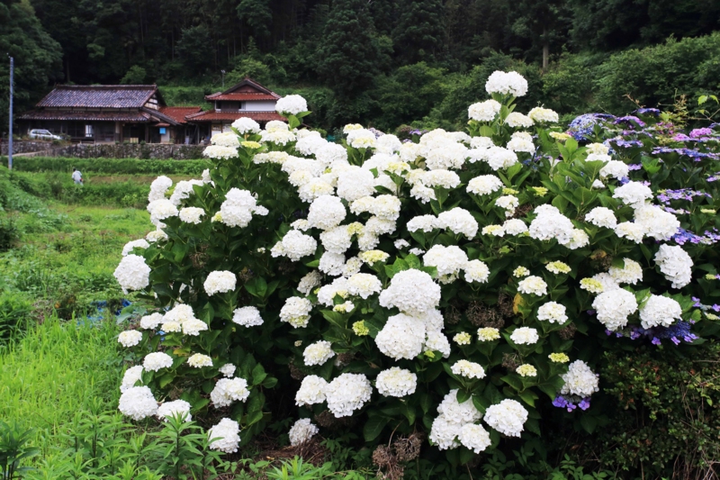 f:id:hiroshisj:20150622203523j:image f:id:hiroshisj:20150622203523j:image