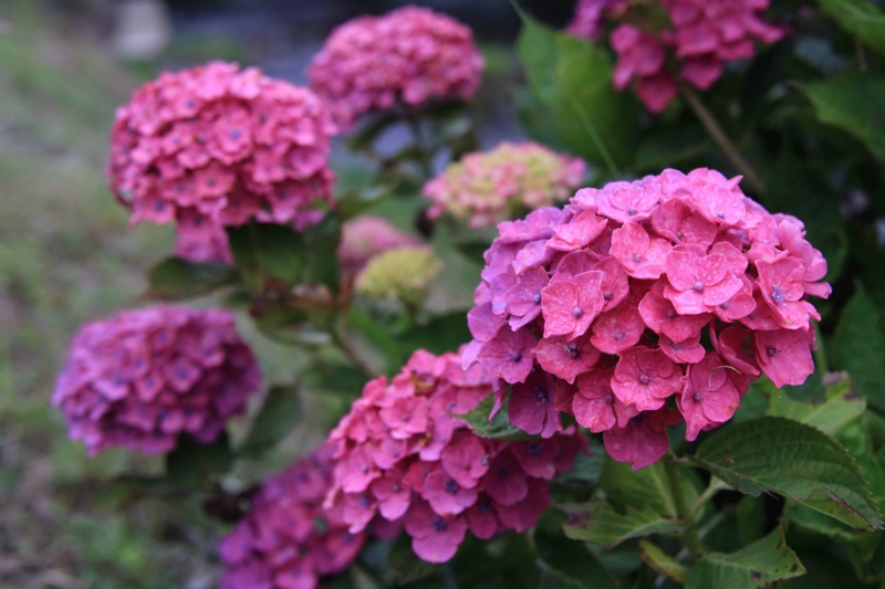 f:id:hiroshisj:20150622203544j:image f:id:hiroshisj:20150622203544j:image