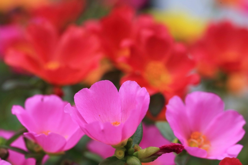 f:id:hiroshisj:20150626103823j:image f:id:hiroshisj:20150626103823j:image