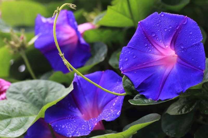 f:id:hiroshisj:20150626103915j:image f:id:hiroshisj:20150626103915j:image