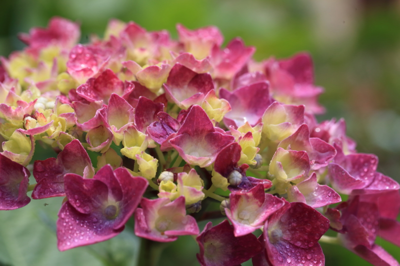 f:id:hiroshisj:20150626104008j:image f:id:hiroshisj:20150626104008j:image
