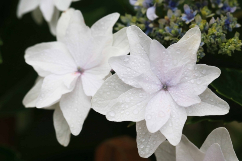 f:id:hiroshisj:20150626104037j:image f:id:hiroshisj:20150626104037j:image