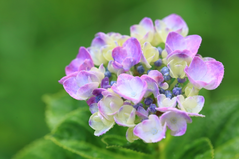f:id:hiroshisj:20150626104103j:image f:id:hiroshisj:20150626104103j:image