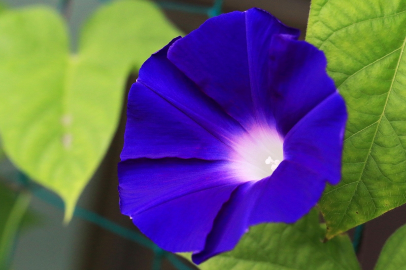 f:id:hiroshisj:20150717173724j:image