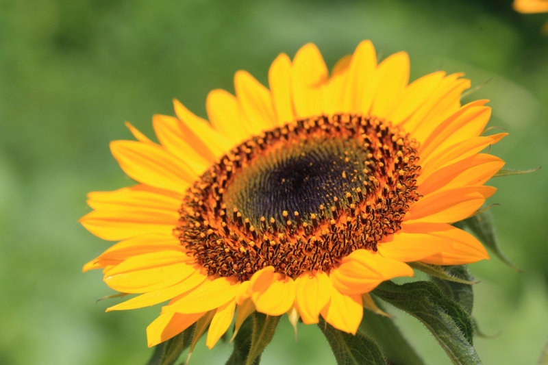 f:id:hiroshisj:20150717173839j:image