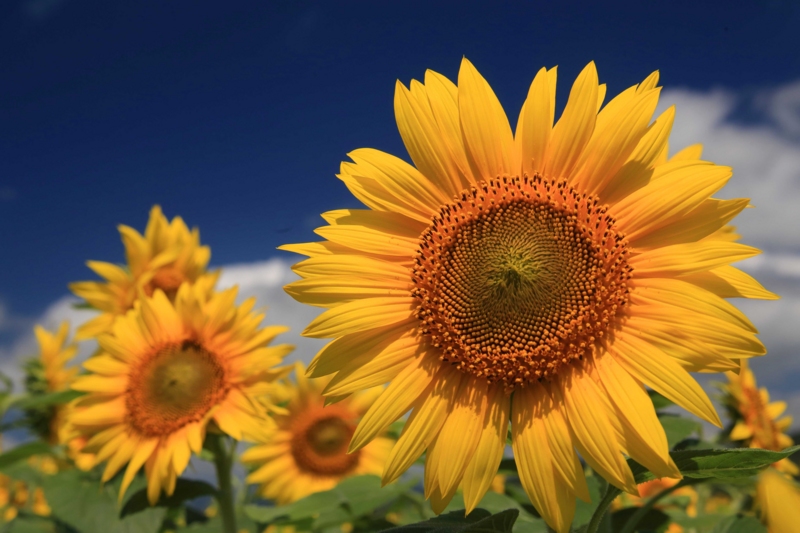 f:id:hiroshisj:20150727172805j:image