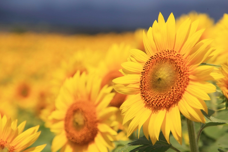 f:id:hiroshisj:20150727172903j:image