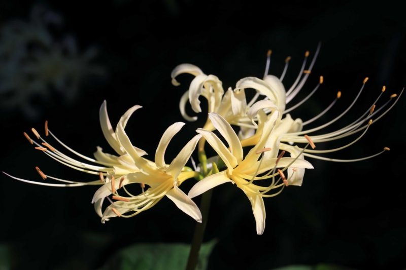 f:id:hiroshisj:20150917173120j:image f:id:hiroshisj:20150917173120j:image
