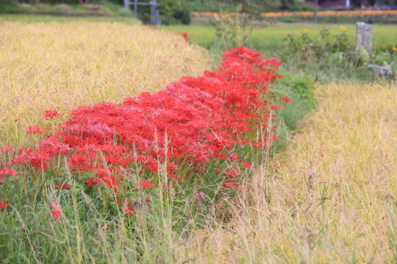 f:id:hiroshisj:20150917174001j:image f:id:hiroshisj:20150917174001j:image