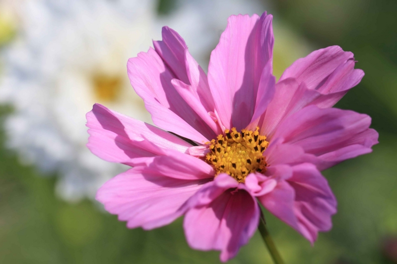 f:id:hiroshisj:20151002173337j:image