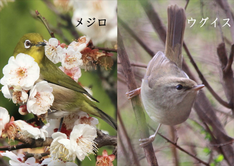 f:id:hiroshisj:20160311085303j:image