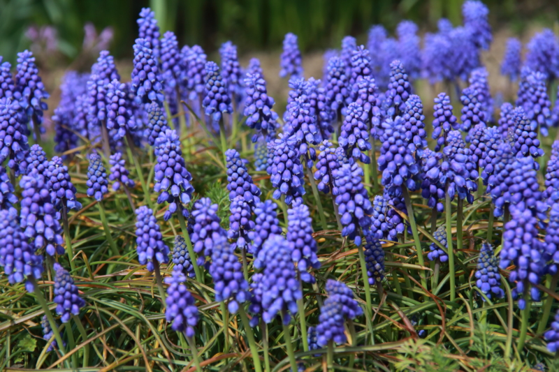 f:id:hiroshisj:20160325204758j:image