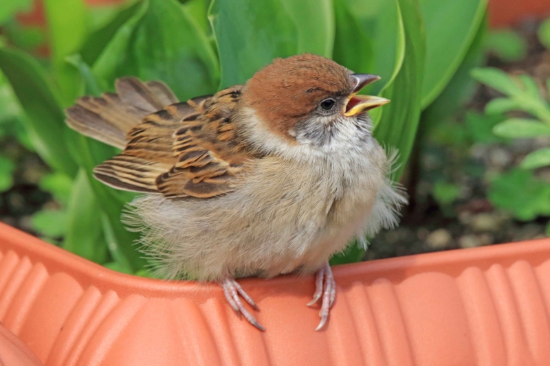 f:id:hiroshisj:20160507181105j:image f:id:hiroshisj:20160507181105j:image