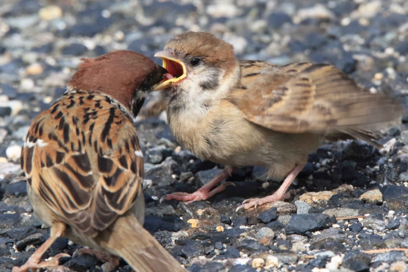 f:id:hiroshisj:20160507181128j:image f:id:hiroshisj:20160507181128j:image