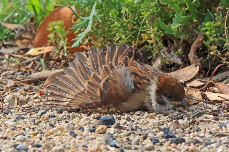 f:id:hiroshisj:20160507181210j:image f:id:hiroshisj:20160507181210j:image