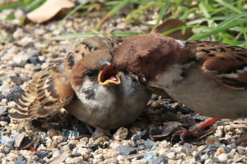 f:id:hiroshisj:20160507181252j:image f:id:hiroshisj:20160507181252j:image