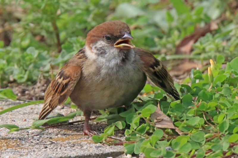 f:id:hiroshisj:20160507181315j:image f:id:hiroshisj:20160507181315j:image