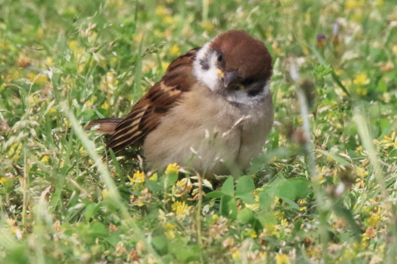 f:id:hiroshisj:20160507181336j:image f:id:hiroshisj:20160507181336j:image