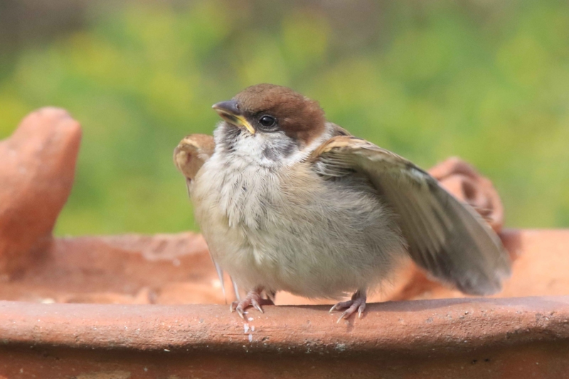 f:id:hiroshisj:20160507181359j:image f:id:hiroshisj:20160507181359j:image