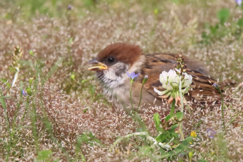 f:id:hiroshisj:20160507181804j:image f:id:hiroshisj:20160507181804j:image