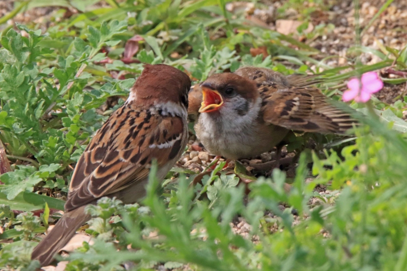 f:id:hiroshisj:20160507181828j:image f:id:hiroshisj:20160507181828j:image