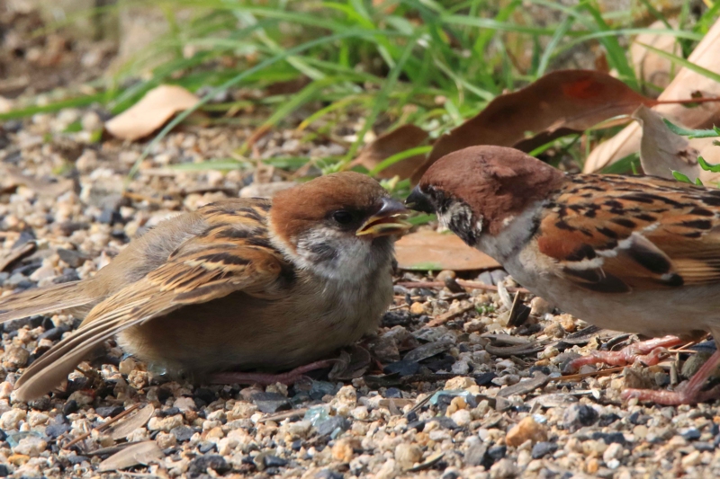 f:id:hiroshisj:20160507203435j:image f:id:hiroshisj:20160507203435j:image