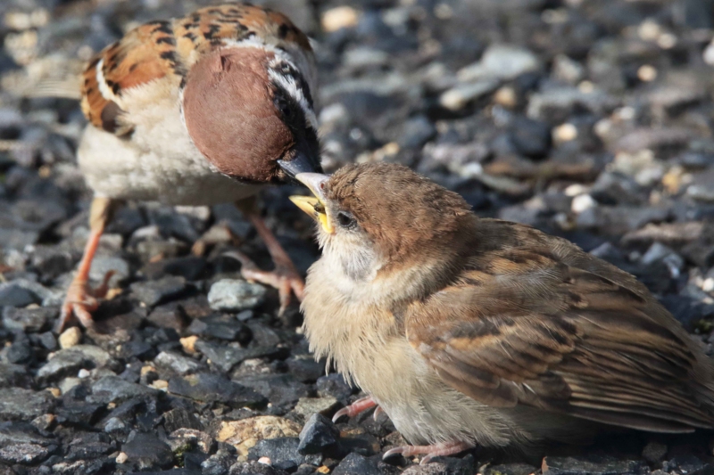 f:id:hiroshisj:20160507204702j:image f:id:hiroshisj:20160507204702j:image