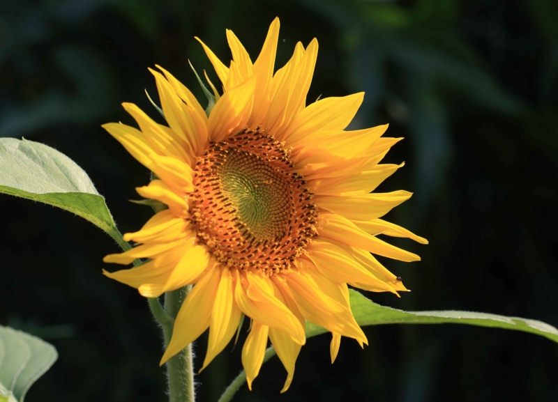 f:id:hiroshisj:20160616210530j:image